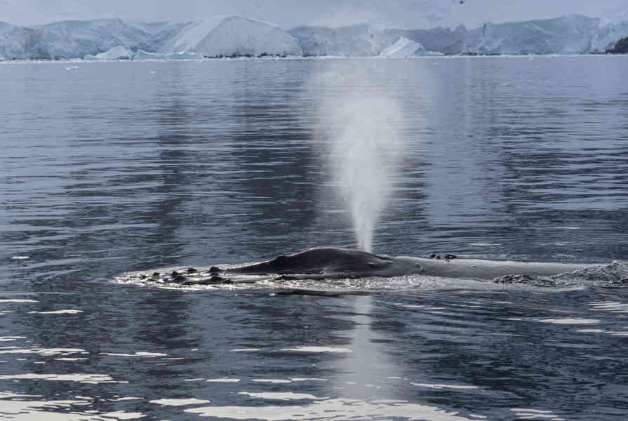 Ballena Minke - Antártida 11.jpg